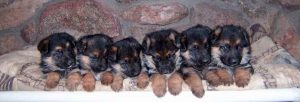 Average Price Of German Shepherd Puppy