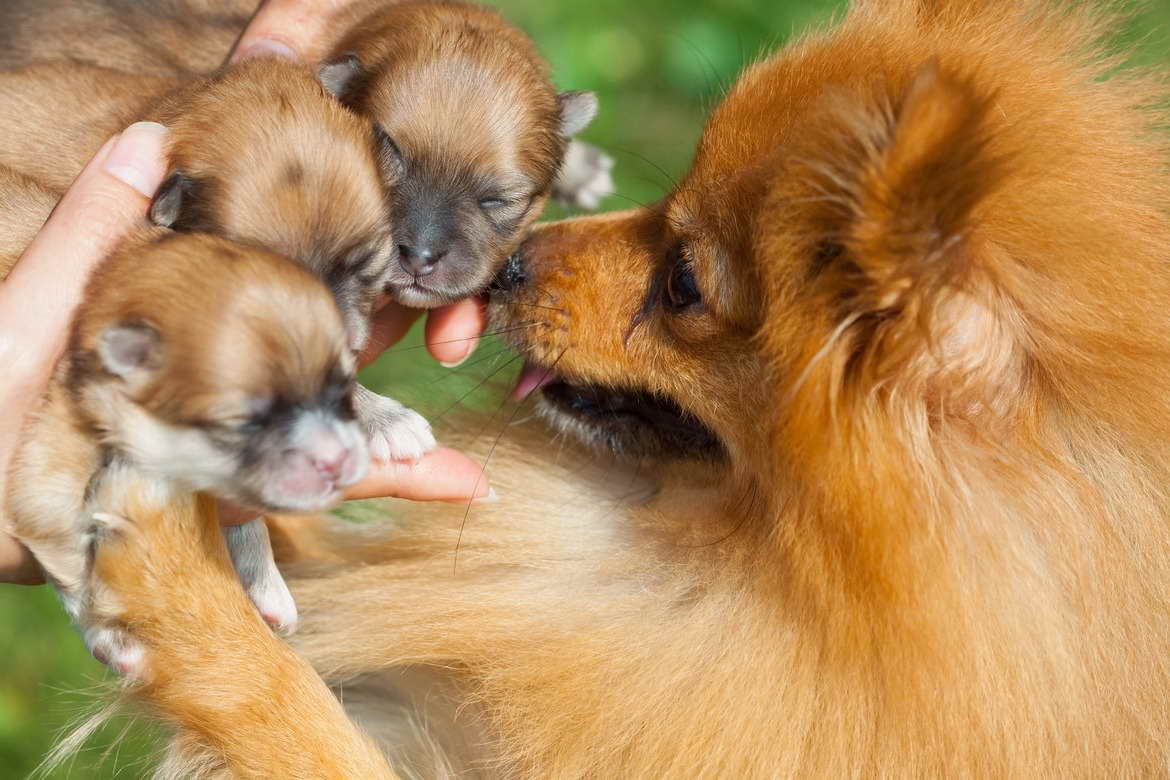 Az Pomeranian Rescue | PETSIDI