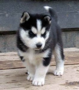 Baby Alaskan Husky