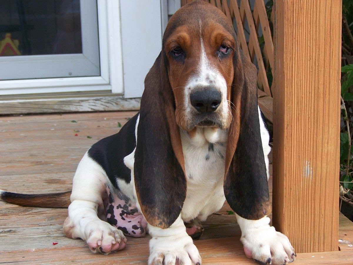 Baby Basset Hound Puppies For Sale In Ohio