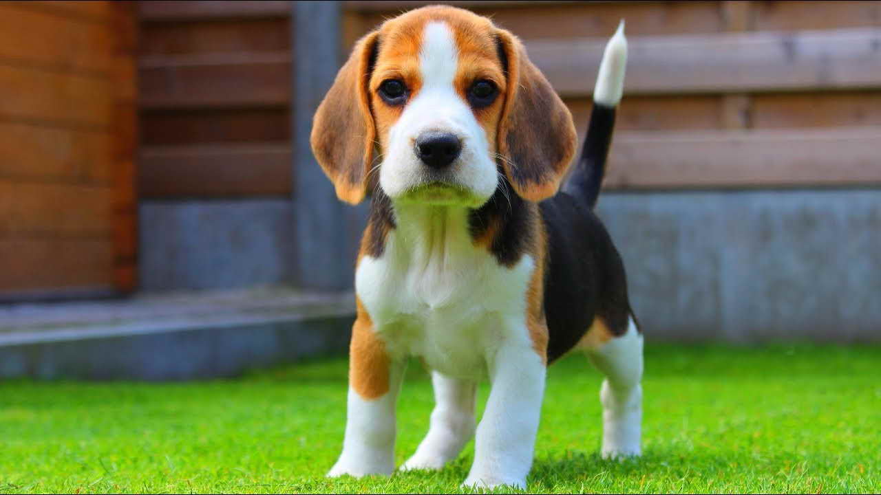 Baby Beagle Dog