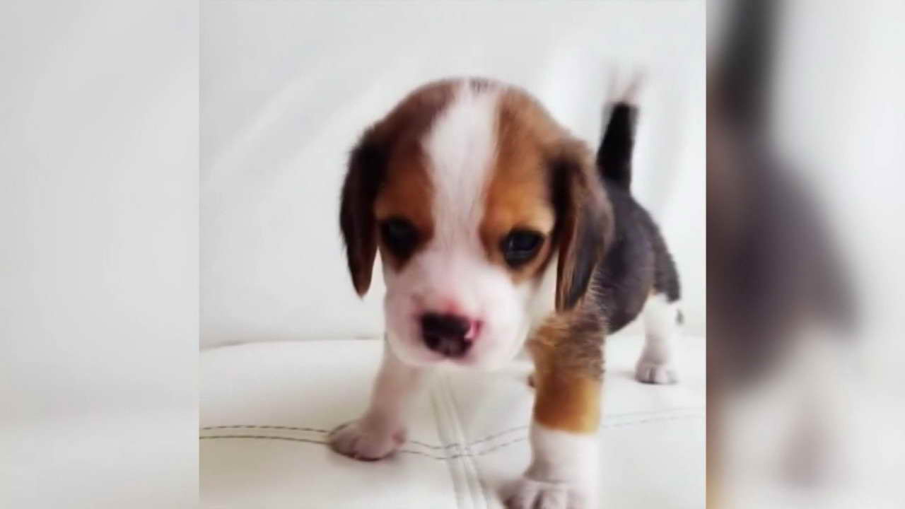 Baby Beagle Pictures