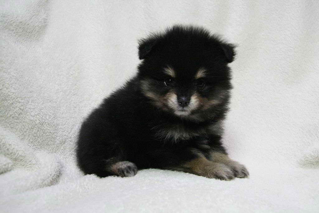 Baby Black Pomeranian