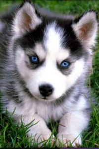 Baby Blue Eyed Husky