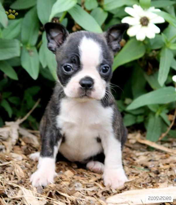 Baby Boston Terrier For Sale | PETSIDI