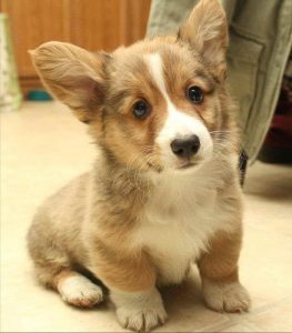Baby Corgi Dog