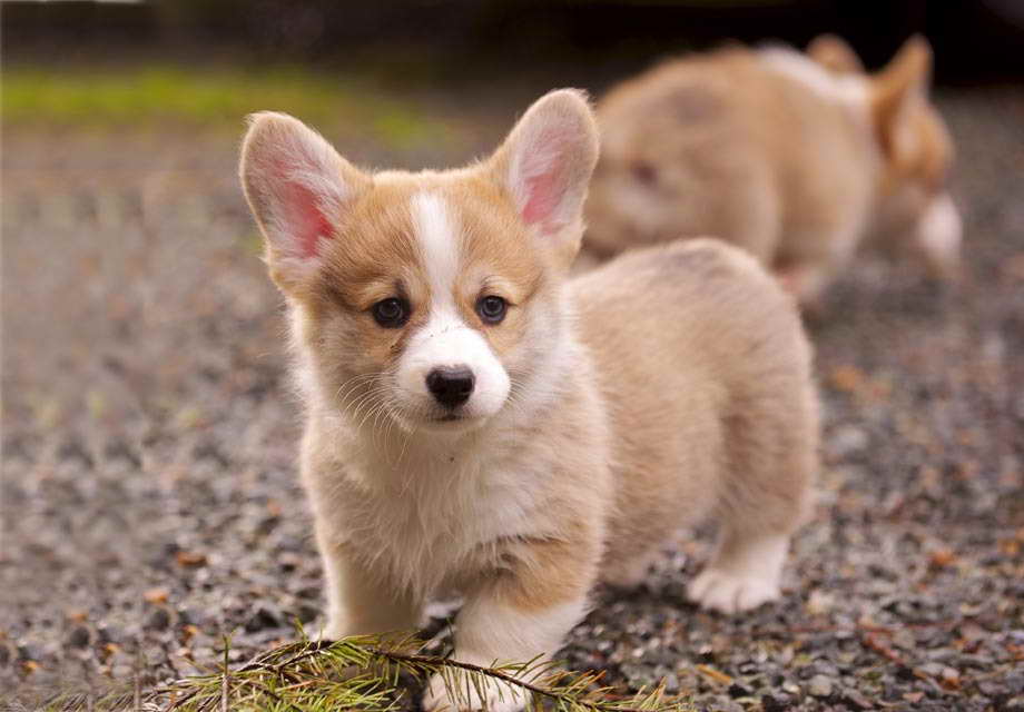 Baby Corgi Puppies For Sale PETSIDI