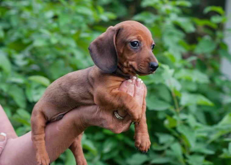 Baby Dachshund Puppies For Sale PETSIDI