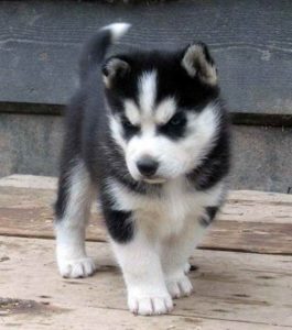 Baby Dog Husky