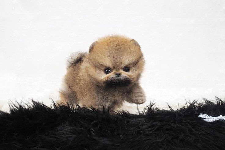 pomeranian doll