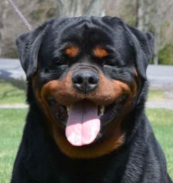 Baby German Rottweiler For Sale