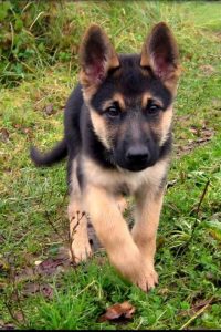 Baby German Shepherd Dogs