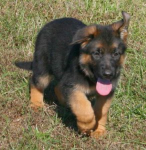 Baby German Shepherd Dogs For Sale