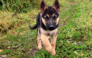 Baby German Shepherd For Free