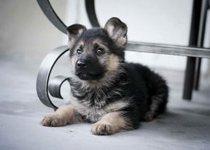 Baby German Shepherd Puppy