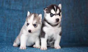 Baby Husky Cost