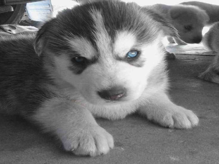 Baby Husky For Sale In Los Angeles