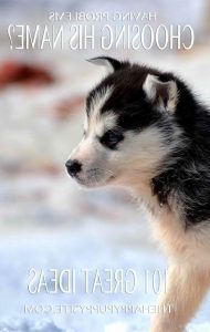 Baby Husky Names