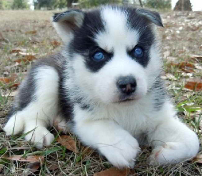 Baby Husky Prices | PETSIDI