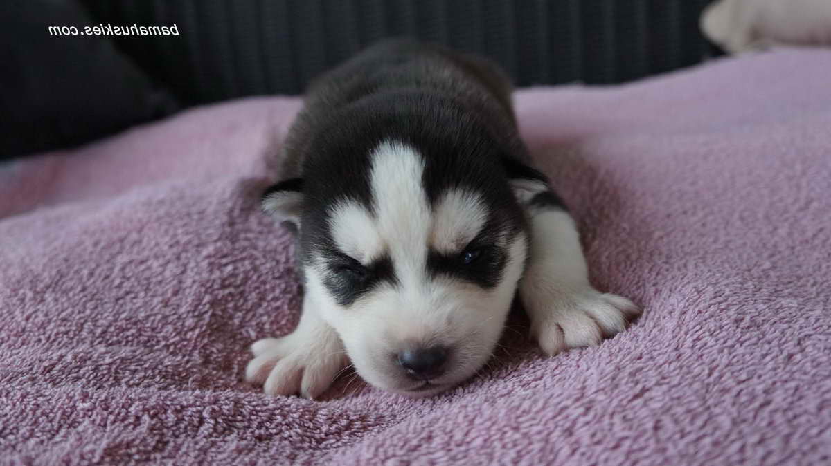 Baby Husky Puppies For Sale