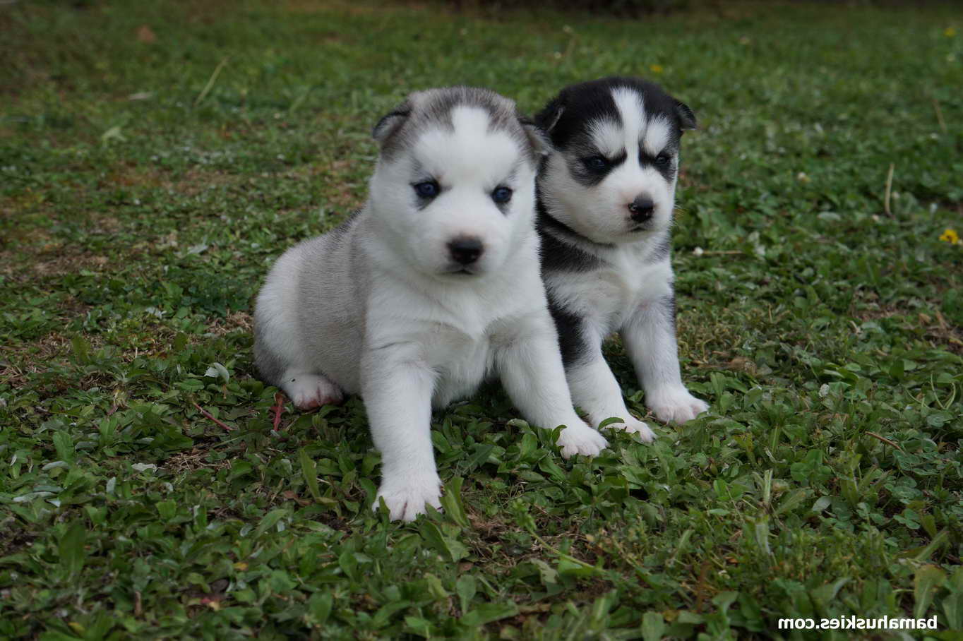 Baby Husky Puppies