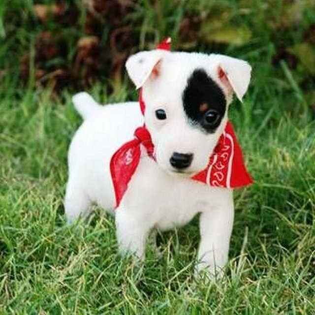 Baby Jack Russell Terrier