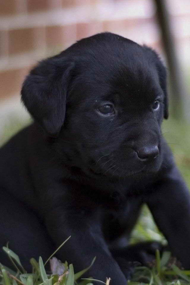Baby Labrador Black