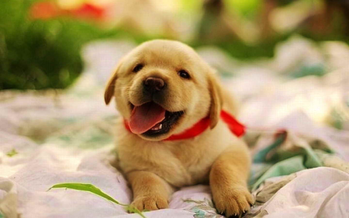 Baby Labrador Dog