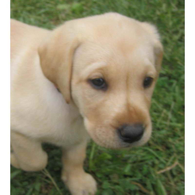 Baby Labrador For Sale