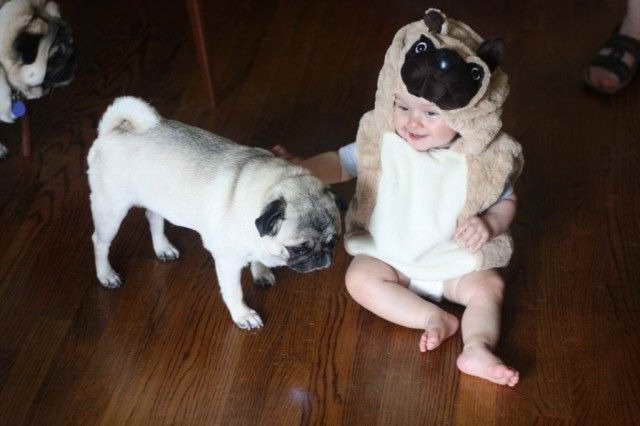 Baby Pug Costume