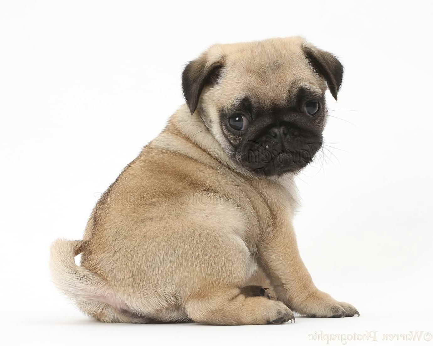 Baby Pug Dog