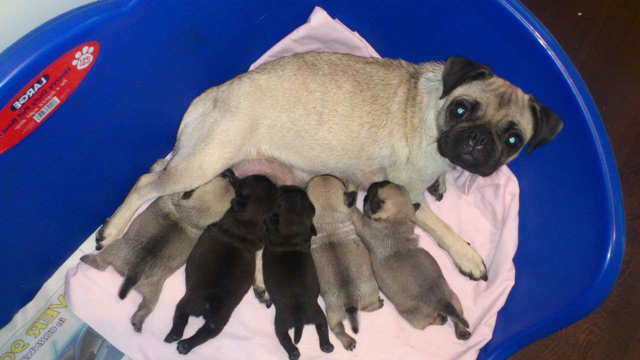 Baby Pug Dogs For Sale