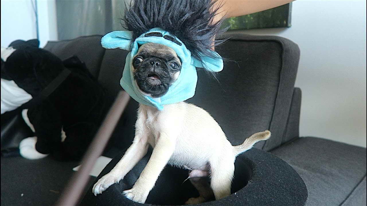 Baby Pug Halloween Costume