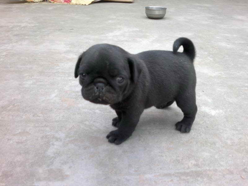 Baby Pug Price