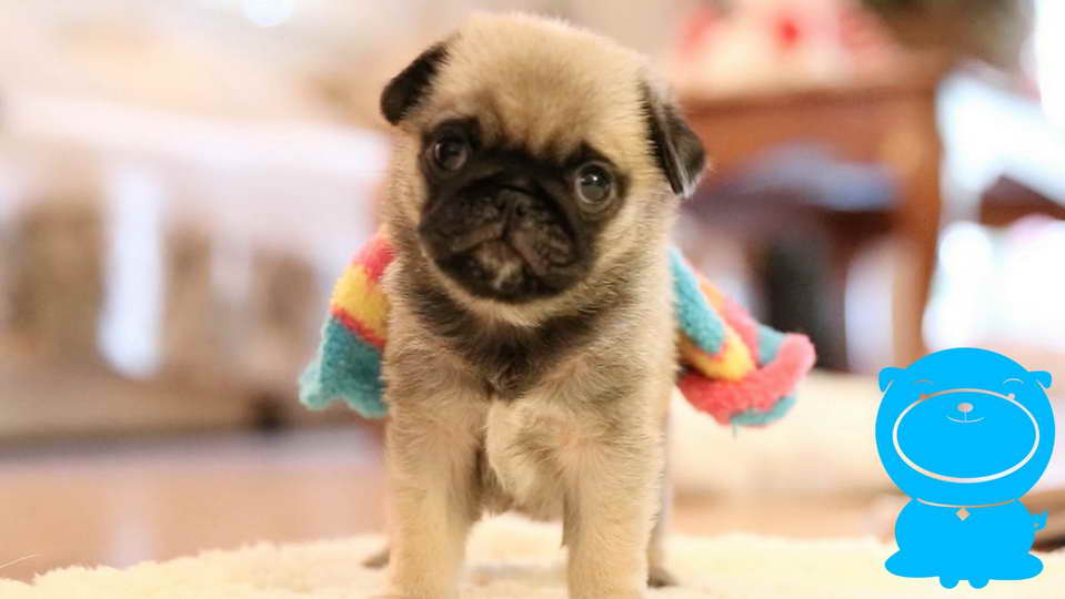 Baby Pug Puppies