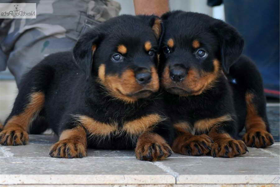 Baby Rottweiler For Adoption