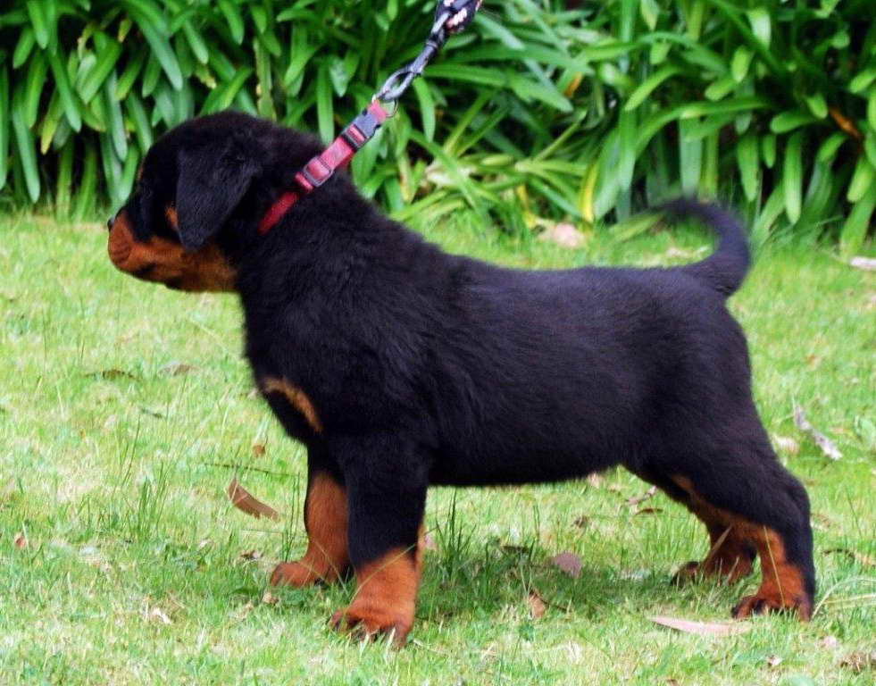 Baby Rottweiler For Sale Cheap