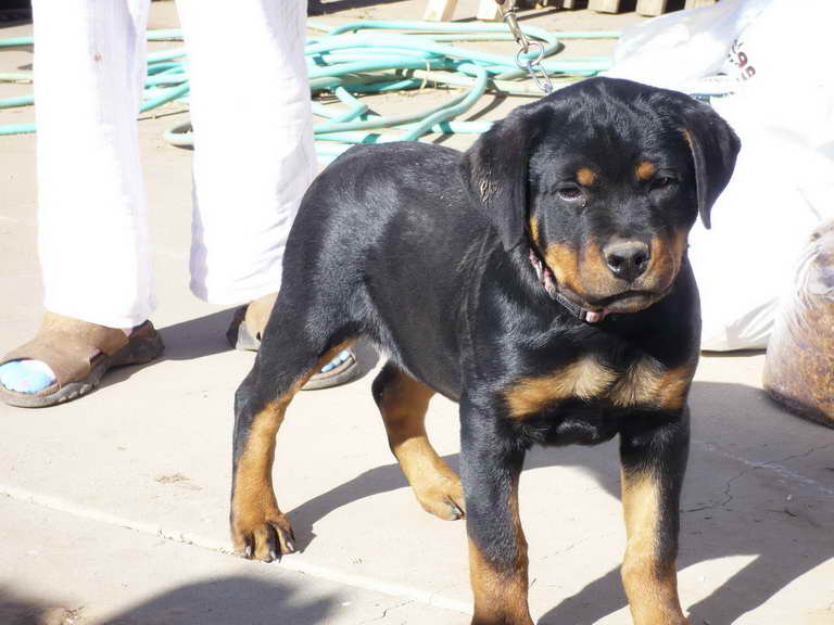 Baby Rottweiler For Sale Near Me