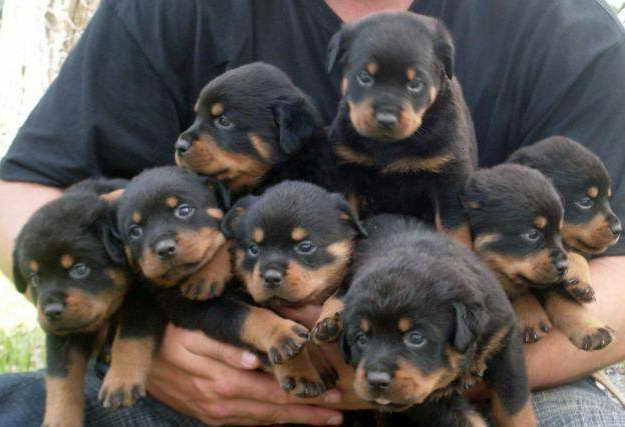 Baby Rottweiler Puppies For Sale