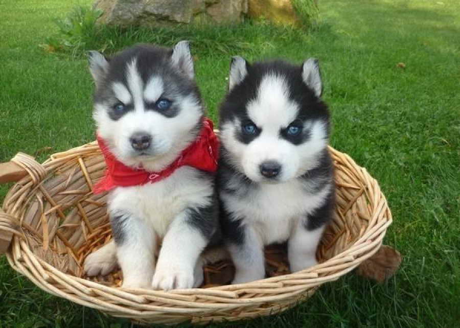 Baby Siberian Husky With Blue Eyes For Sale