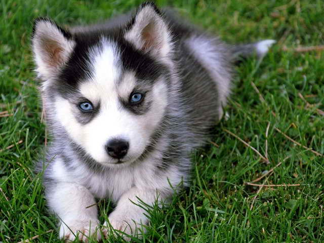 Baby Siberian Husky