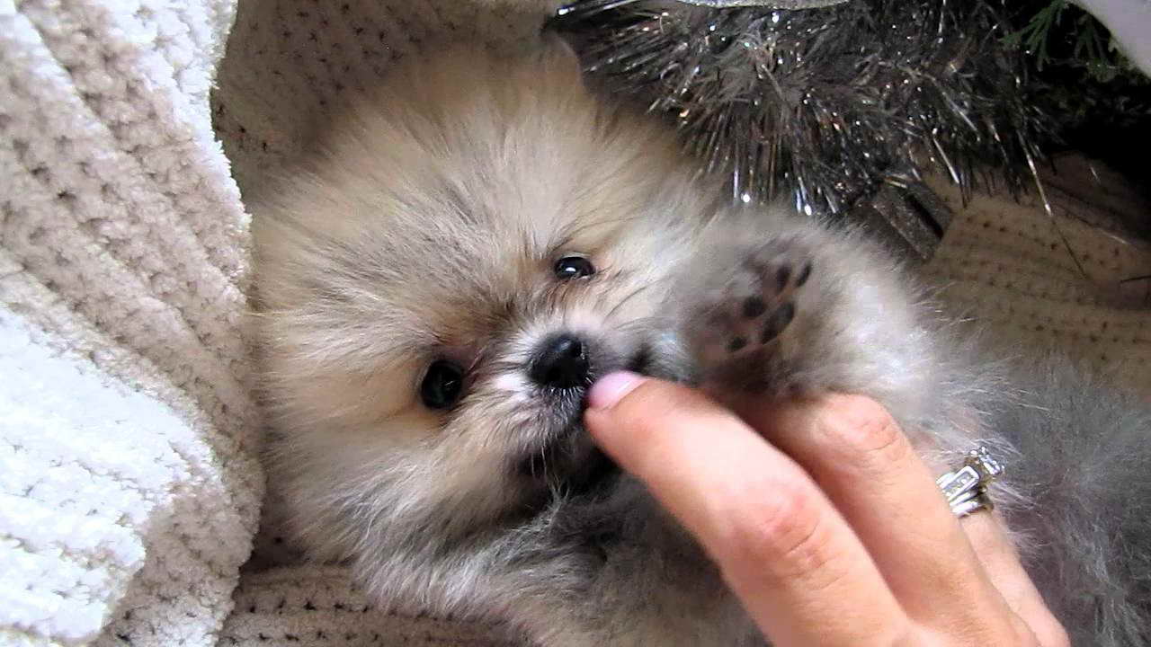 Baby Teacup Pomeranian