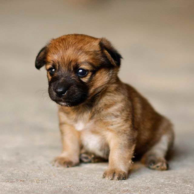 Baby Terrier Puppies