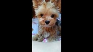 Baby Yorkshire Terrier
