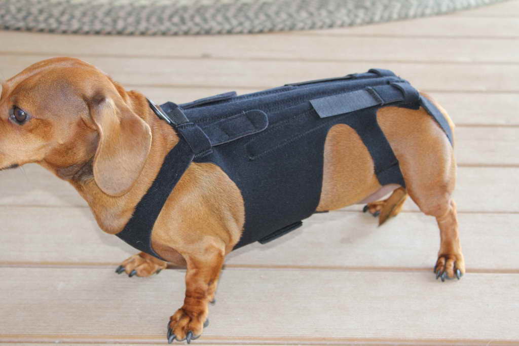 Back Brace For Dachshund