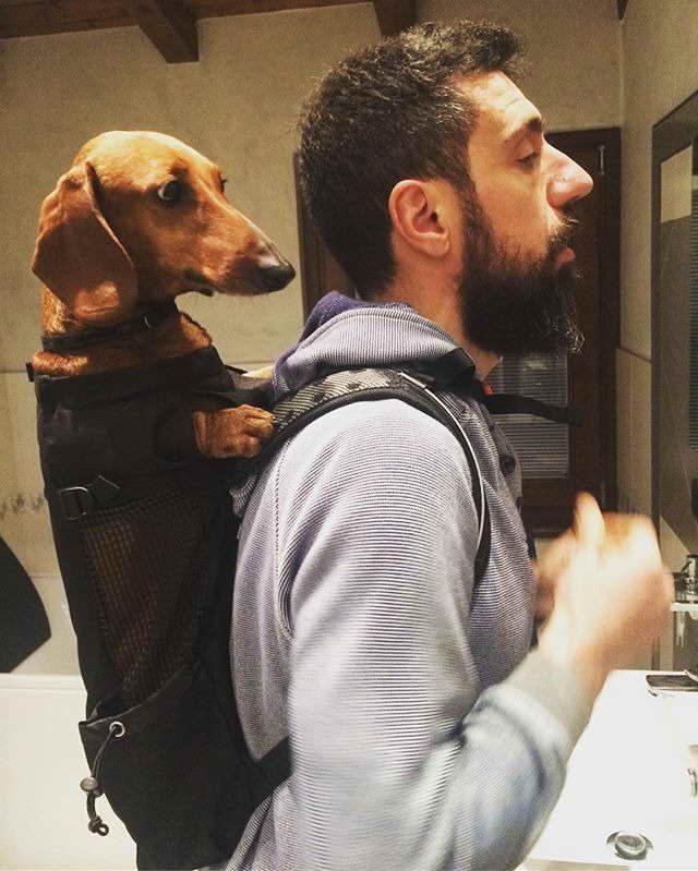 dachshund carrier backpack