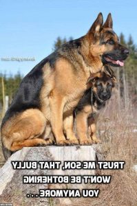 Badass German Shepherd