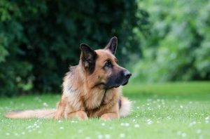 Bark Collar For German Shepherd