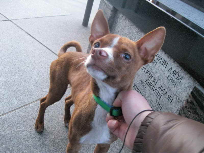 Basenji Chihuahua Mix Puppies