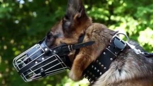 Basket Muzzle For German Shepherd